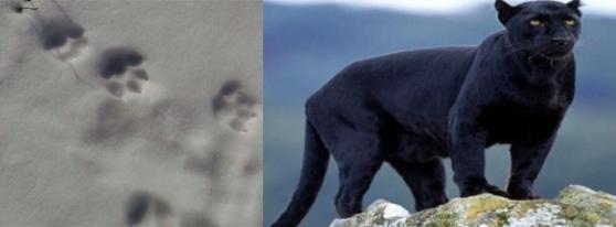 Le presunte impronte di pantera e a destra un esemplare del felino