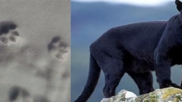 Le presunte impronte di pantera e a destra un esemplare del felino