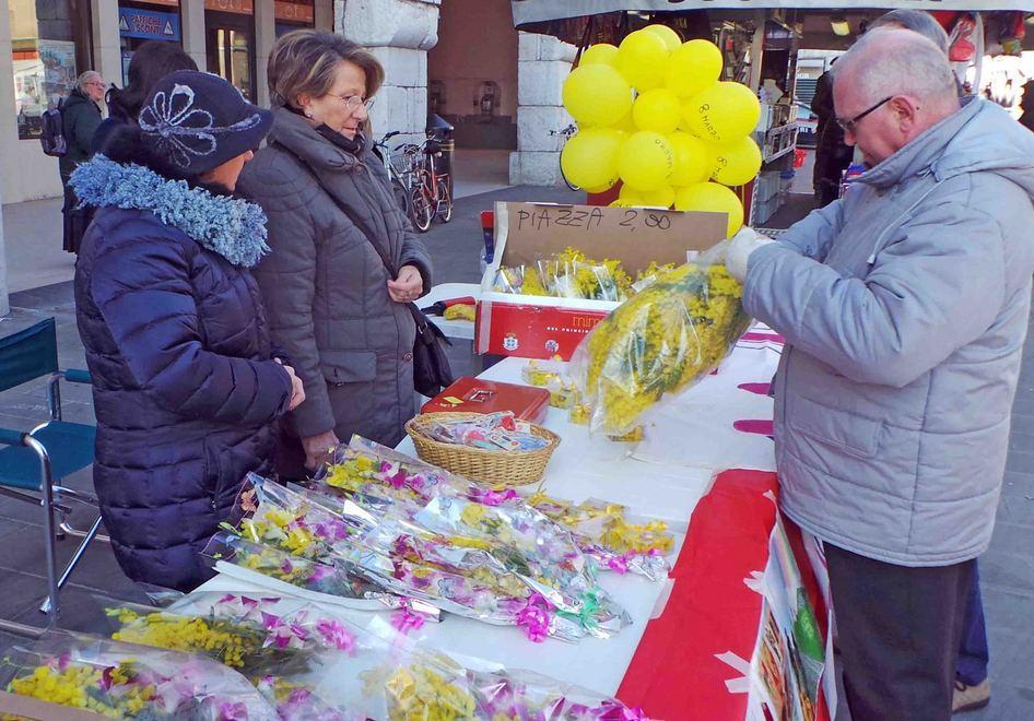 Udi, mimose in piazza. Oltre quel giallo c’è molto di più