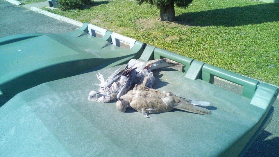 Uccelli trovati morti mercoledì a Casalecci (foto tratta dal profilo Fb di Marco Baleani)