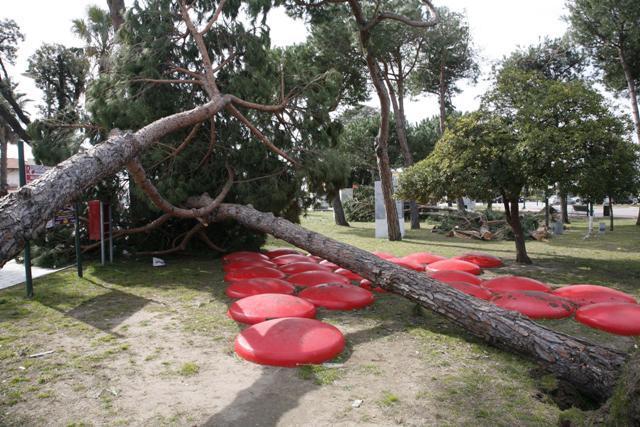 Alberi caduti nei giardini del centro di Forte dei Marmi