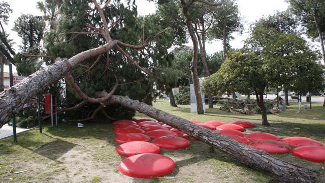 Alberi caduti nei giardini del centro di Forte dei Marmi