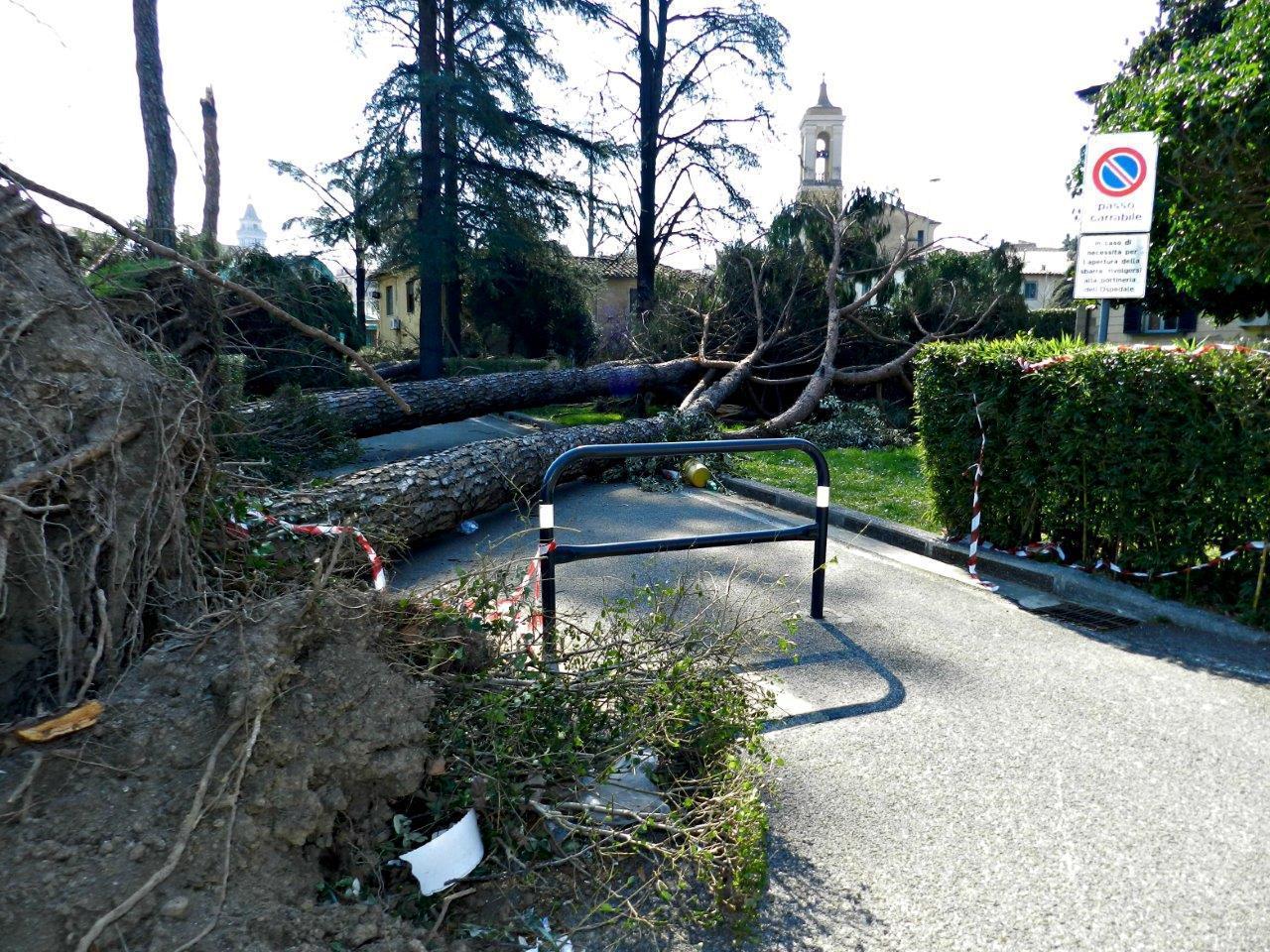 I pini di traverso sul vialetto pedonale che porta al parcheggio del Ceppo