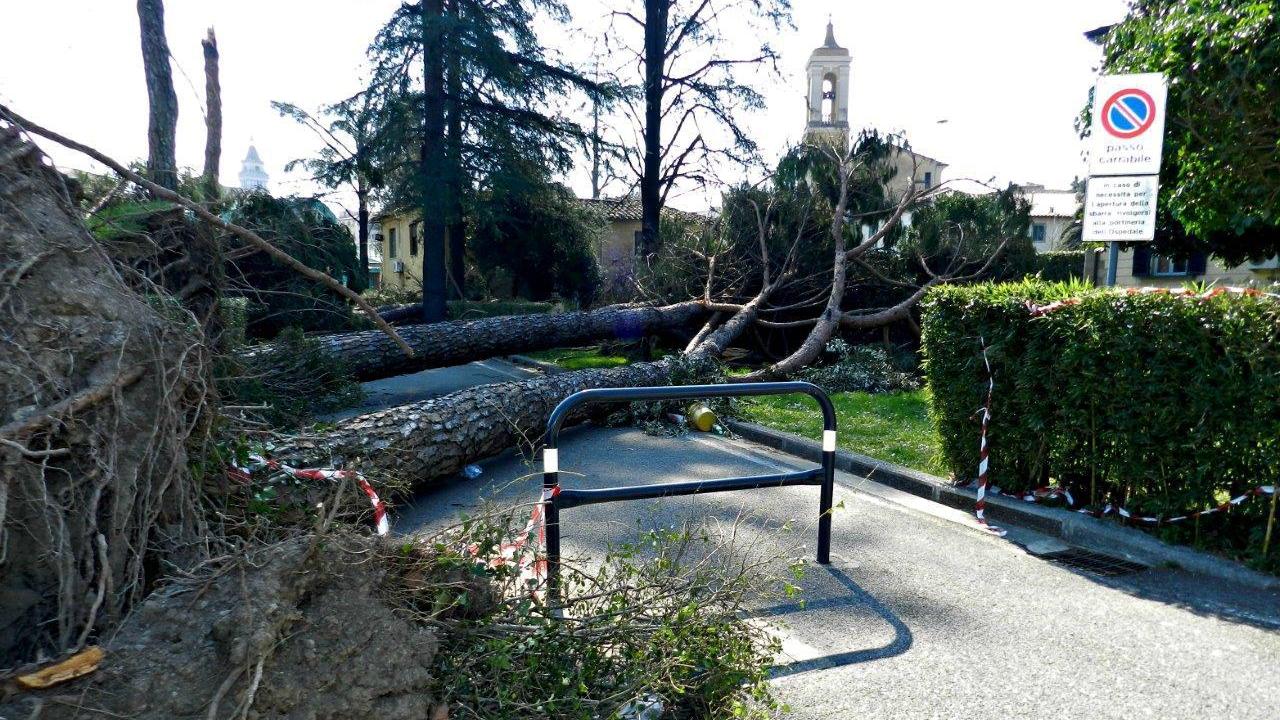 I pini di traverso sul vialetto pedonale che porta al parcheggio del Ceppo