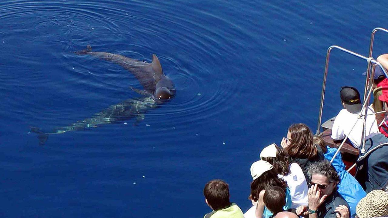 Delfini avvistati al santuario dei cetacei durante un'escursione