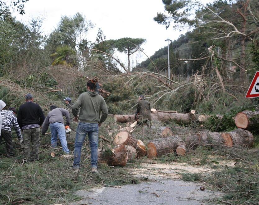 Lo smaltimento della legna dopo la tempesta