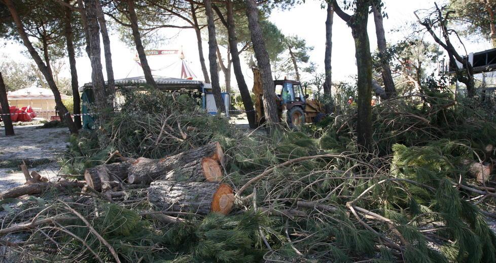 La rimozione degli alberi abbattuti dopo la tempesta