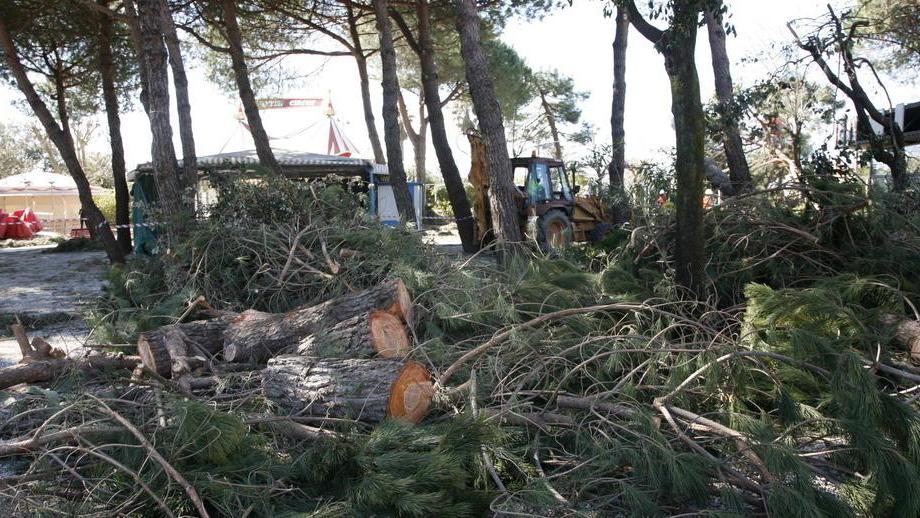 La rimozione degli alberi abbattuti dopo la tempesta