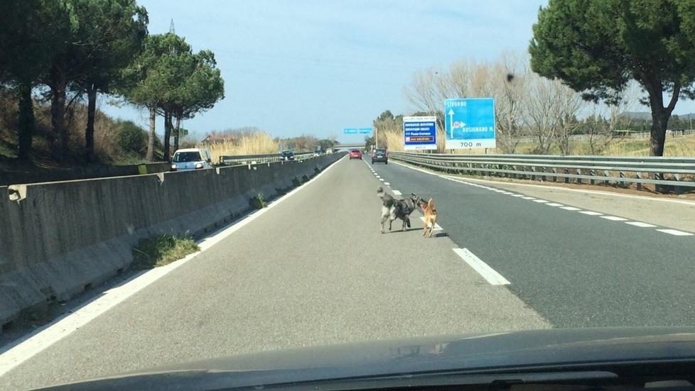 Due cani per strada, paura sulla Variante 