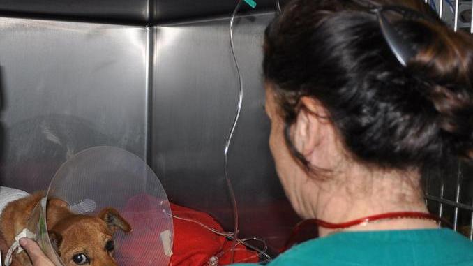 «Andare subito dal veterinario»