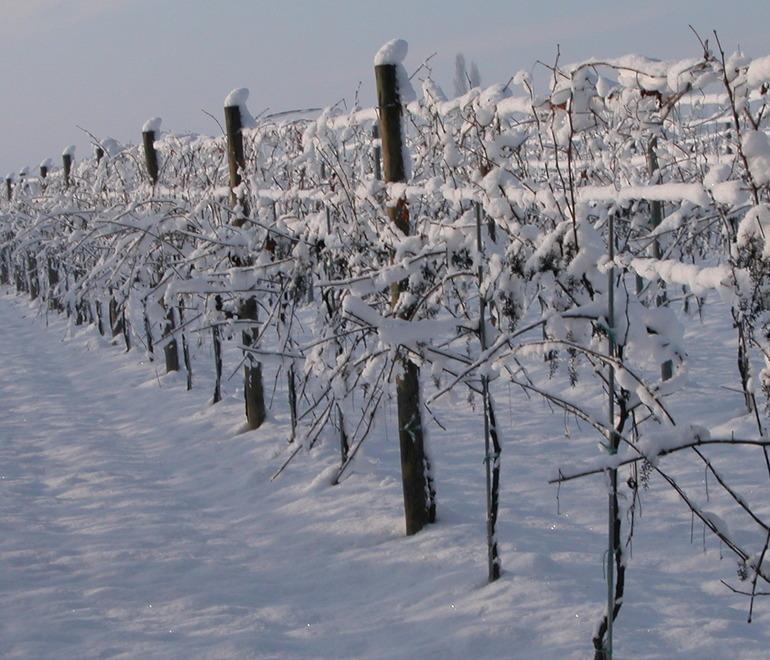 Neve, danni per 14 milioni di euro 