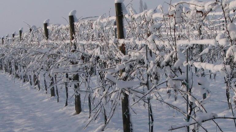 Neve, danni per 14 milioni di euro