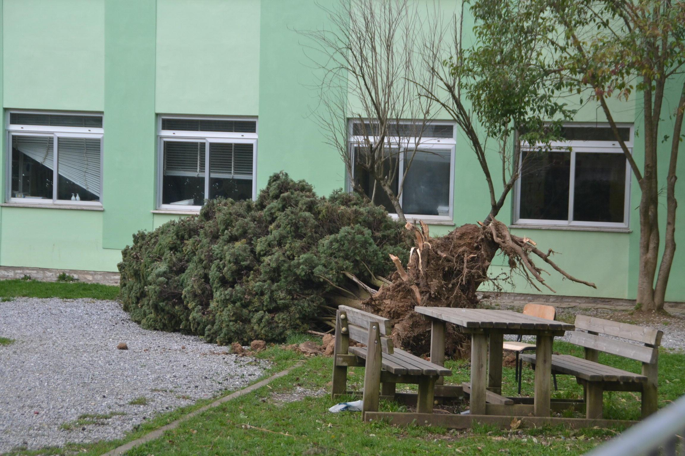 Un albero abbattuto dal forte vento