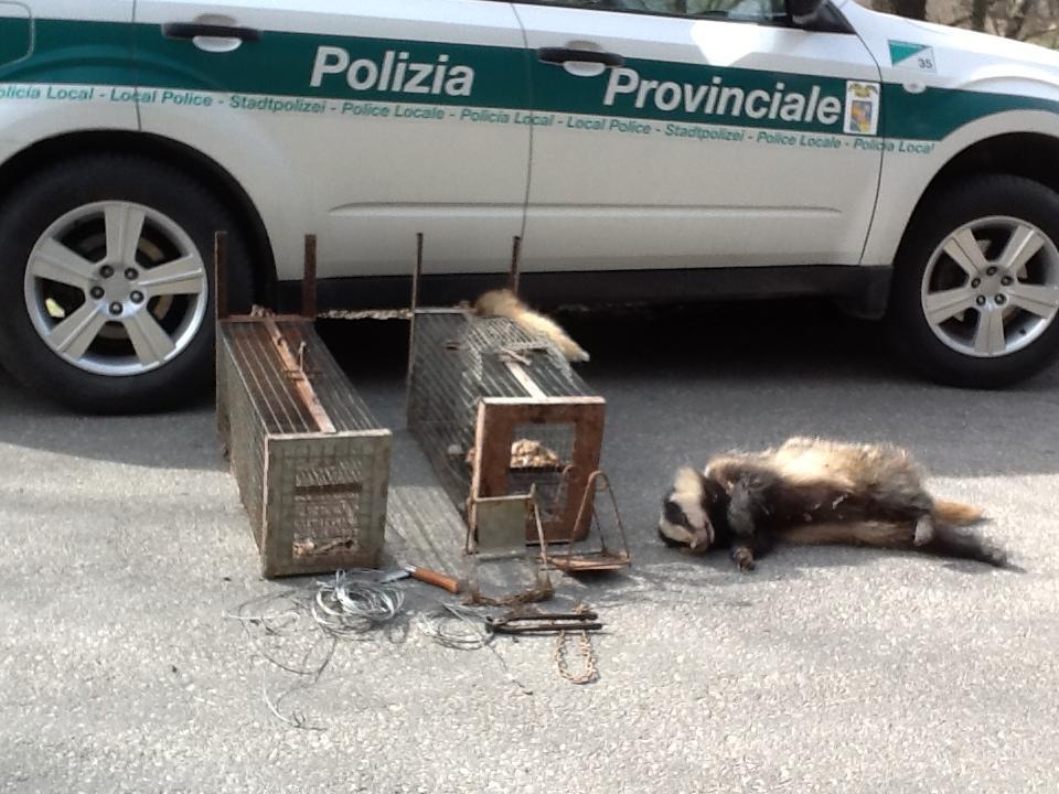 Caccia illegale ai tassi, denunciati due anziani 