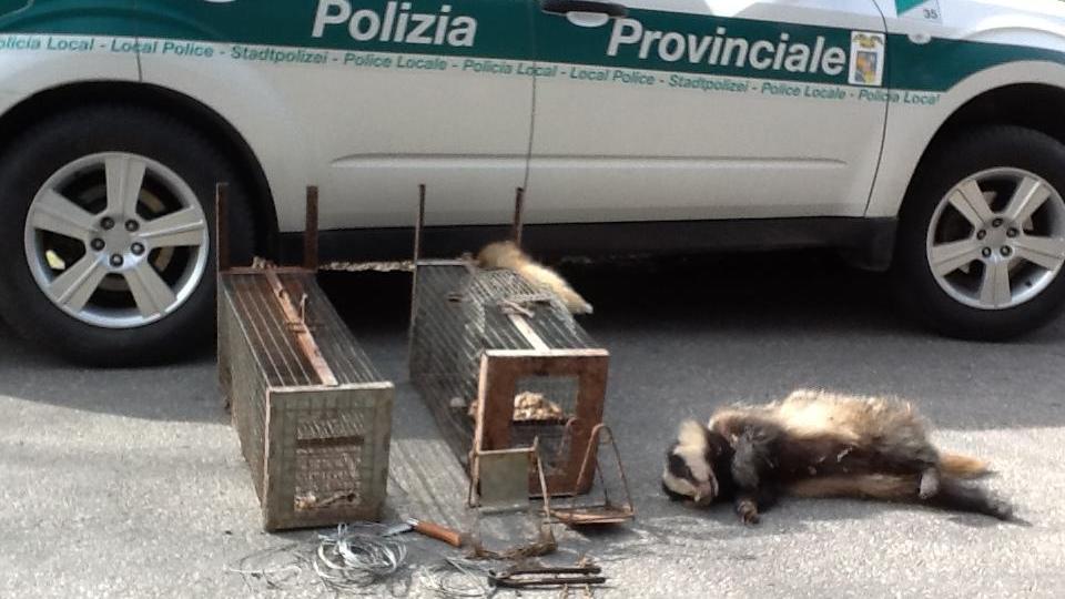 Caccia illegale ai tassi, denunciati due anziani