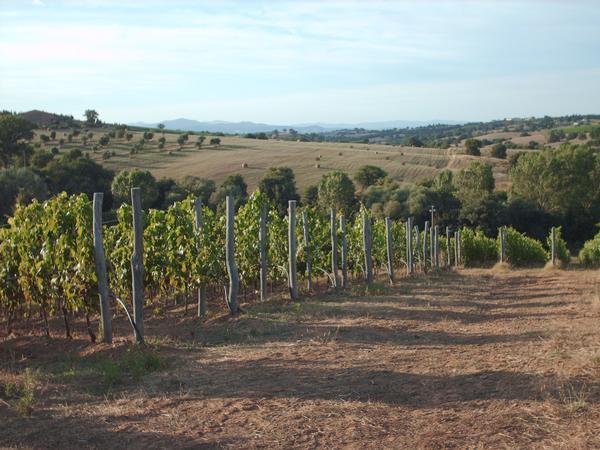 I vigneti dell'azienda La Mozza ,di Bastianich e Batini