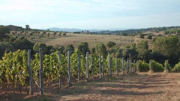 I vigneti dell'azienda La Mozza ,di Bastianich e Batini