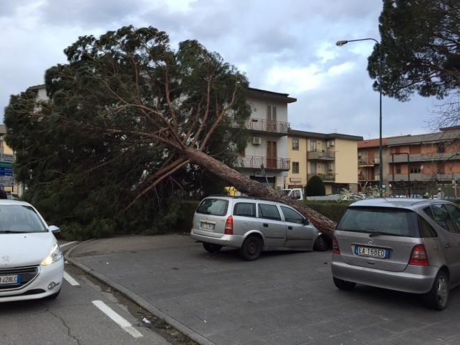 Un albero abbattuto dal vento il 5 marzo