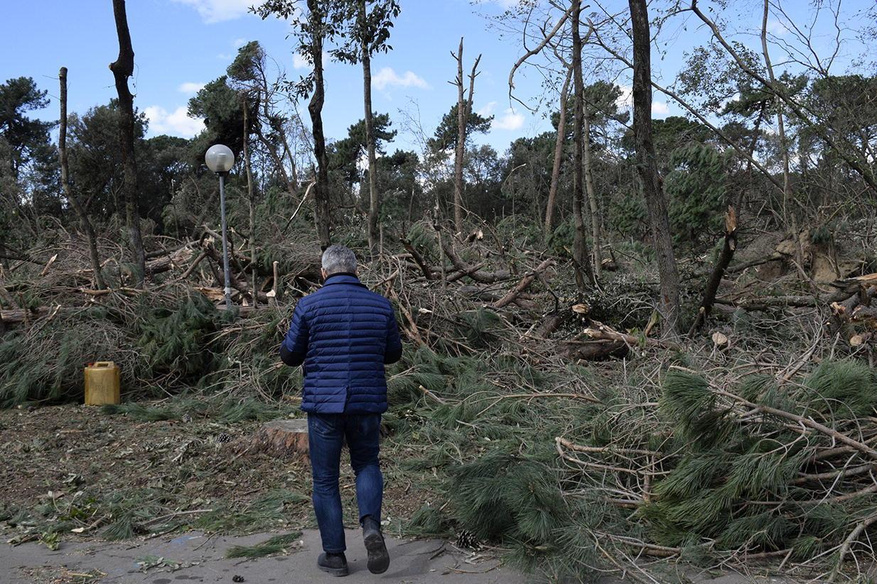 I pini della Versiliana devastati dal maltempo