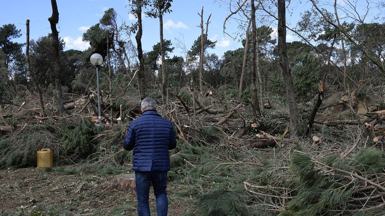 I pini della Versiliana devastati dal maltempo
