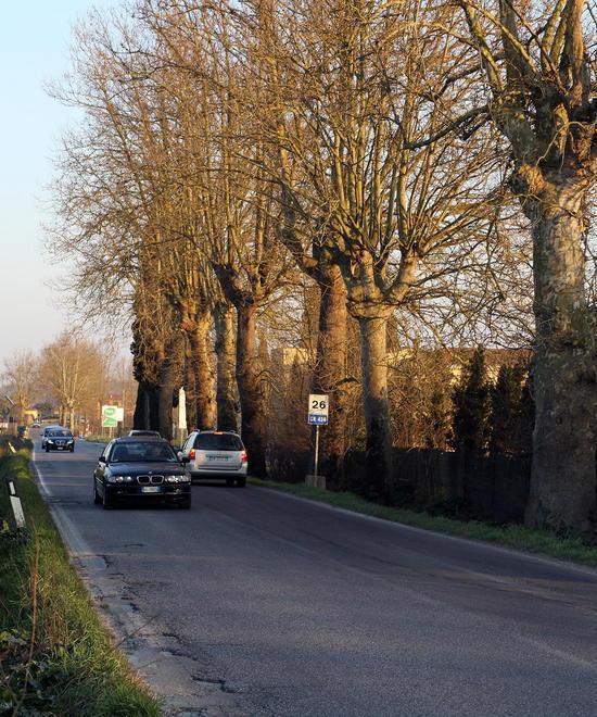 Il Comune abbatte altri 6 platani 
