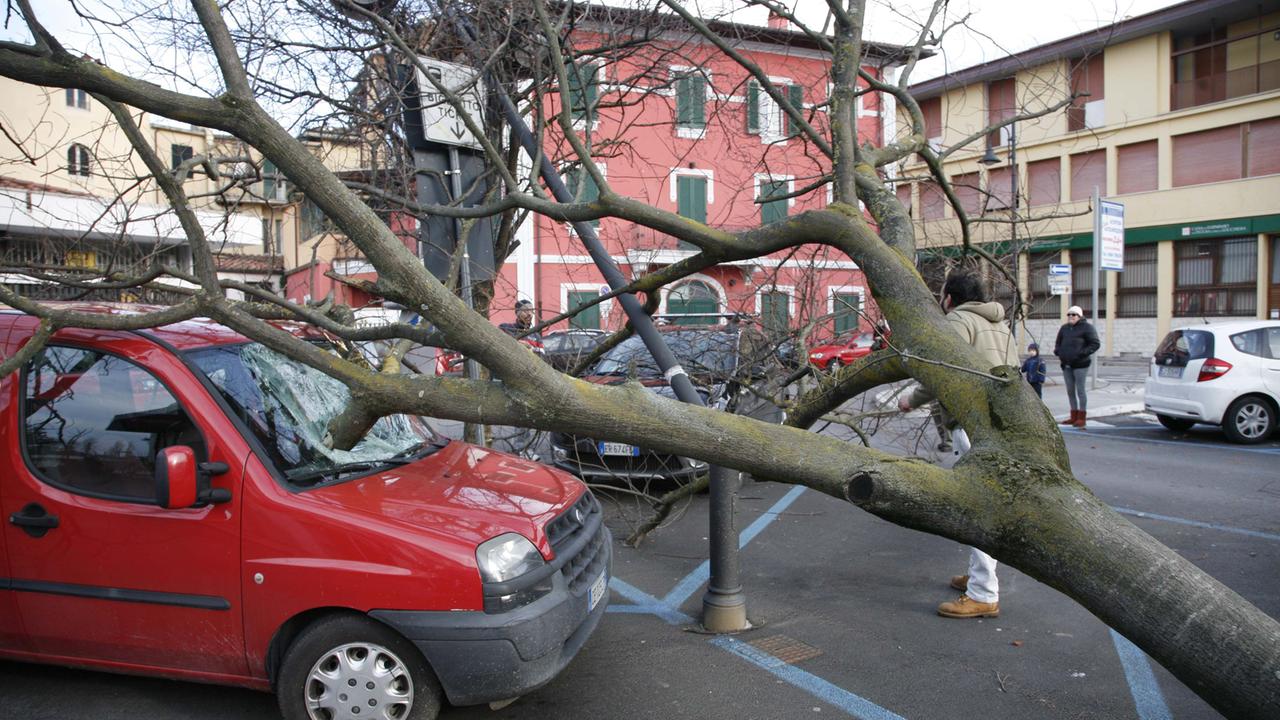 Un albero caduto in centro a Pietrasanta