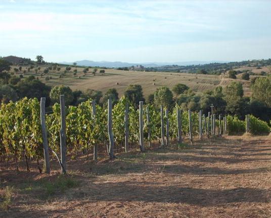 Bastianich, vignaiolo in Maremma 