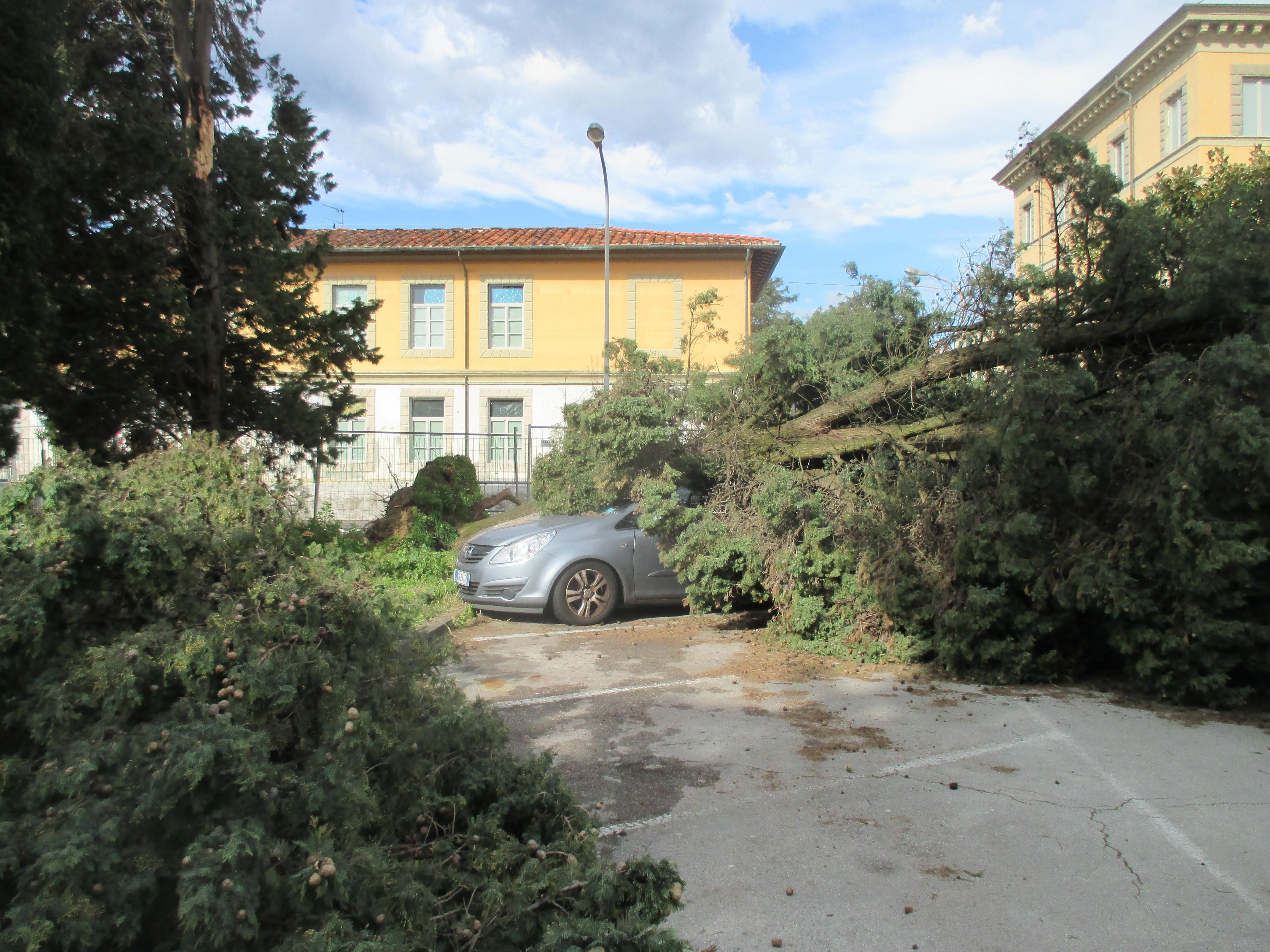 Un'auto travolta da un cipresso in piazza Da Vinci a Pescia