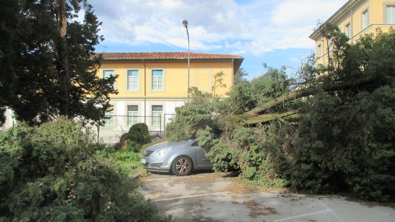 Un'auto travolta da un cipresso in piazza Da Vinci a Pescia