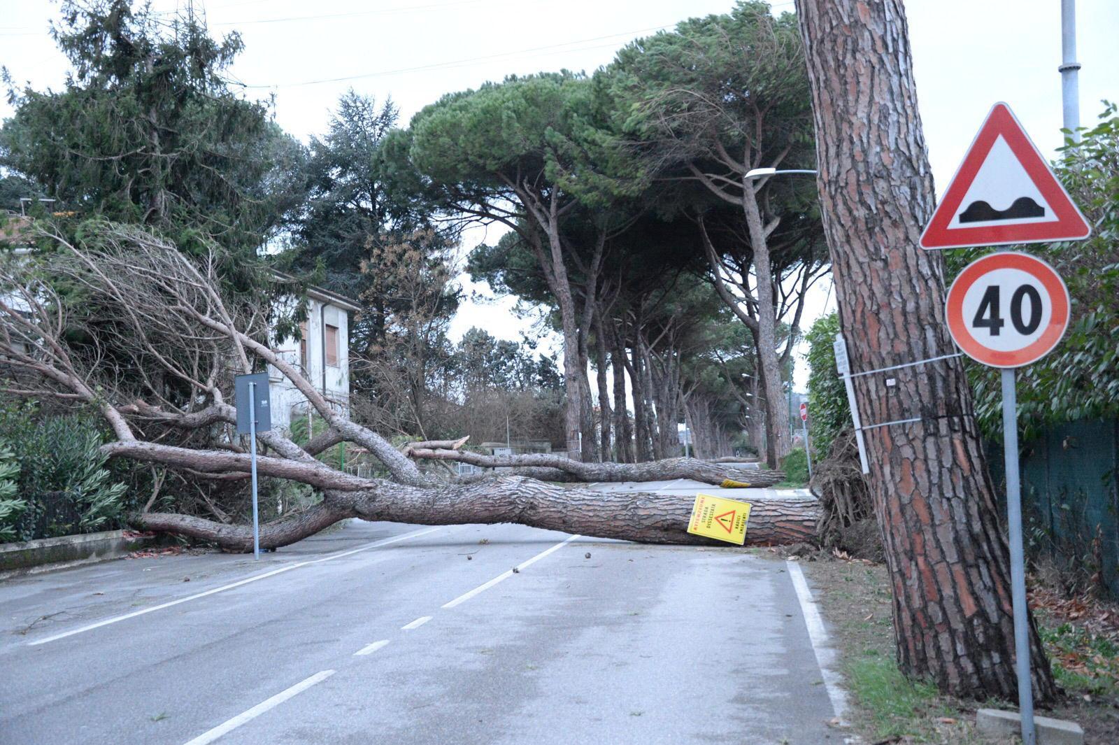 Gli alberi caduti lungo la Vicarese
