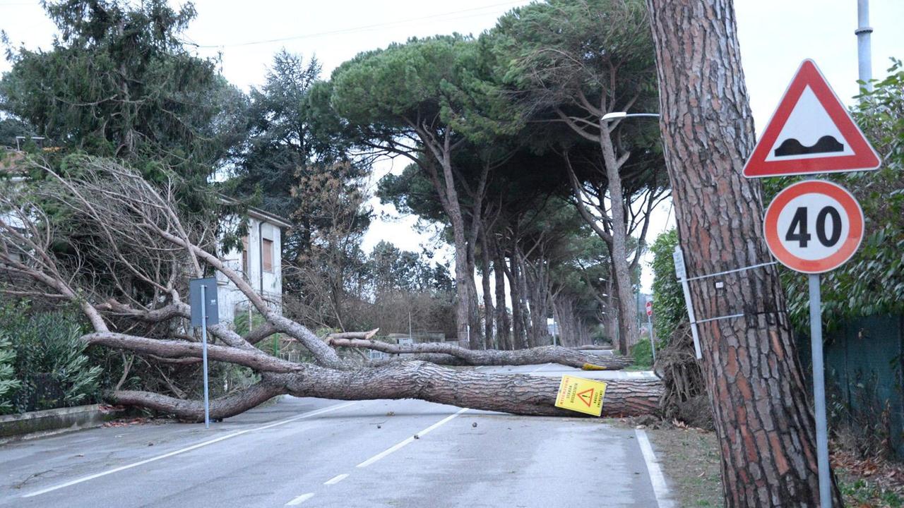 Gli alberi caduti lungo la Vicarese