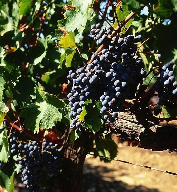Vino, il 2004 è l’annata del secolo 