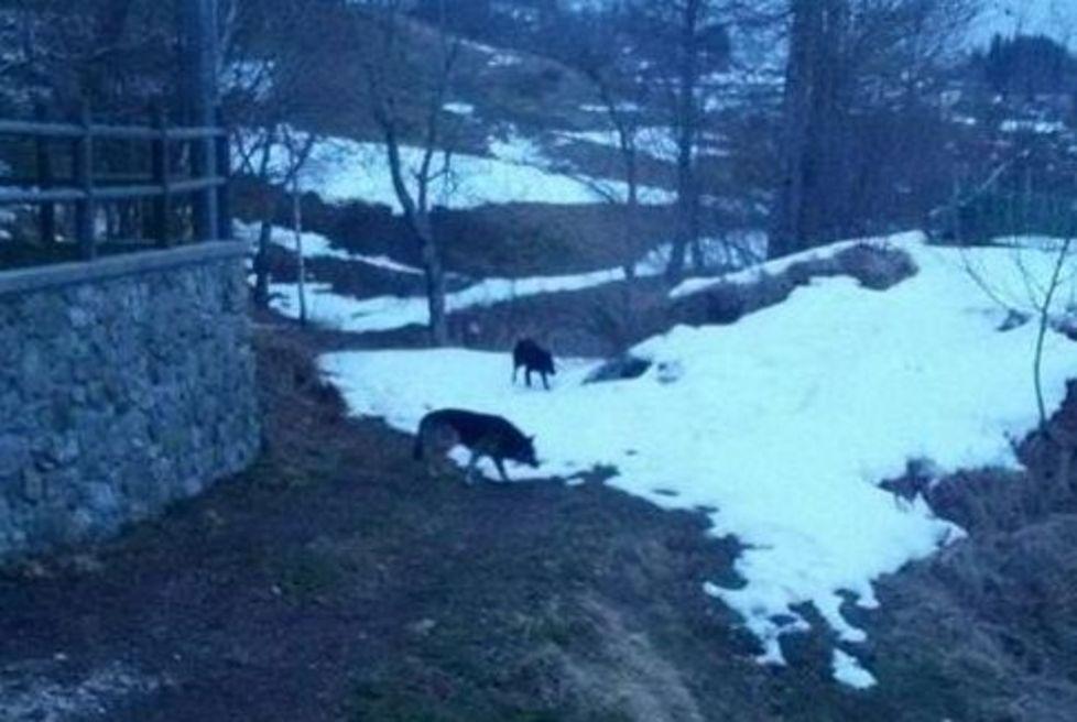 Nel territorio di Vagli censiti 26 lupi