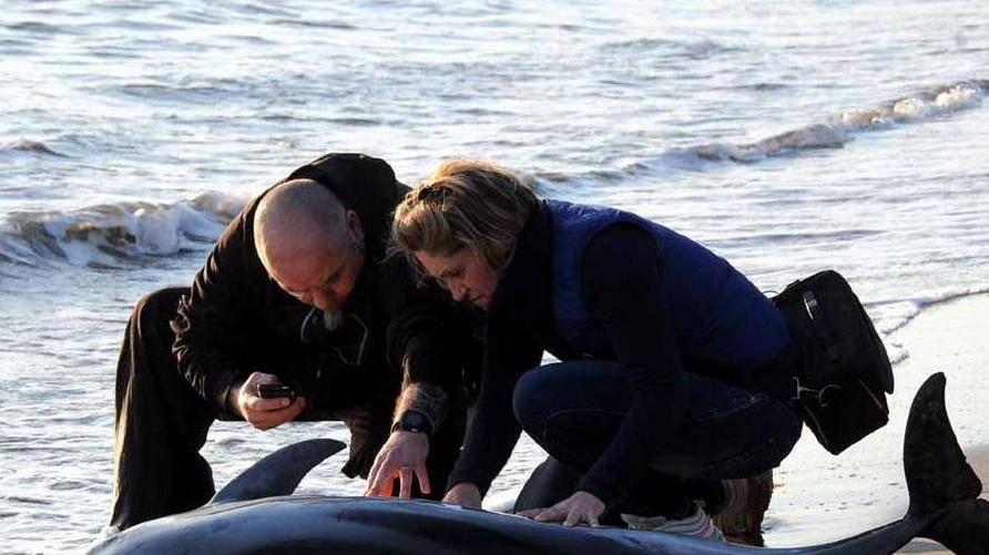 Giovane delfino si arena e muore al bagno Margherita