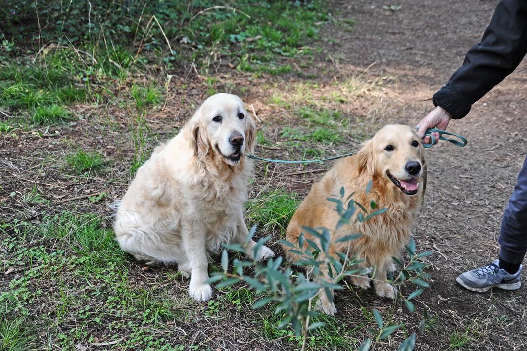 Cani in pineta in zona Andalù (immagine di archivio)
