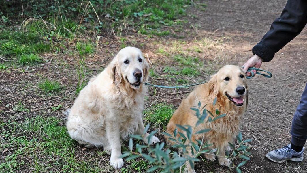 Cani in pineta in zona Andalù (immagine di archivio)