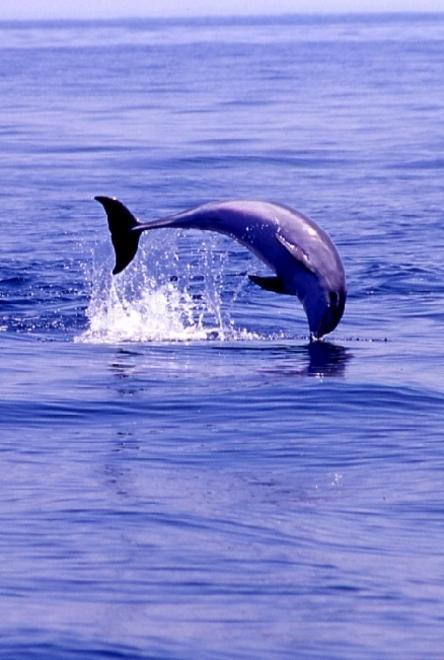 Santuario dei cetacei, inaugurato il punto informativo