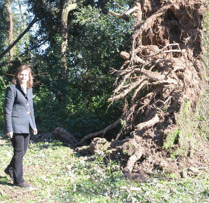Tanti danni agli alberi dalla tempesta