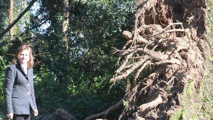 Tanti danni agli alberi dalla tempesta