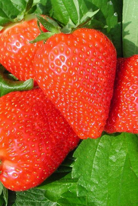 Fragola, la produzione si scontra con un mercato difficile