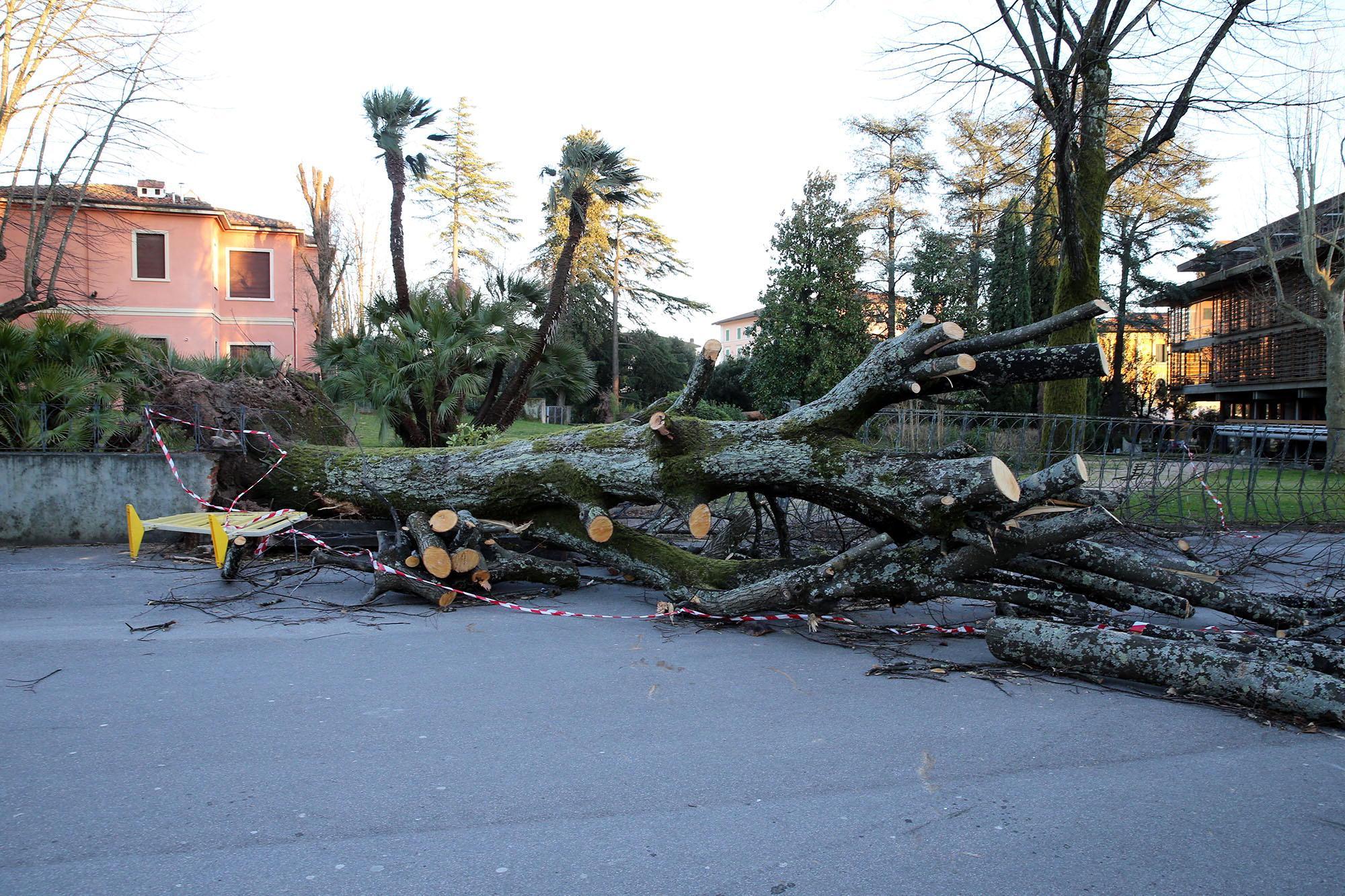 Un grosso albero caduto in pineta per la bufera di vento (Foto Nucci)