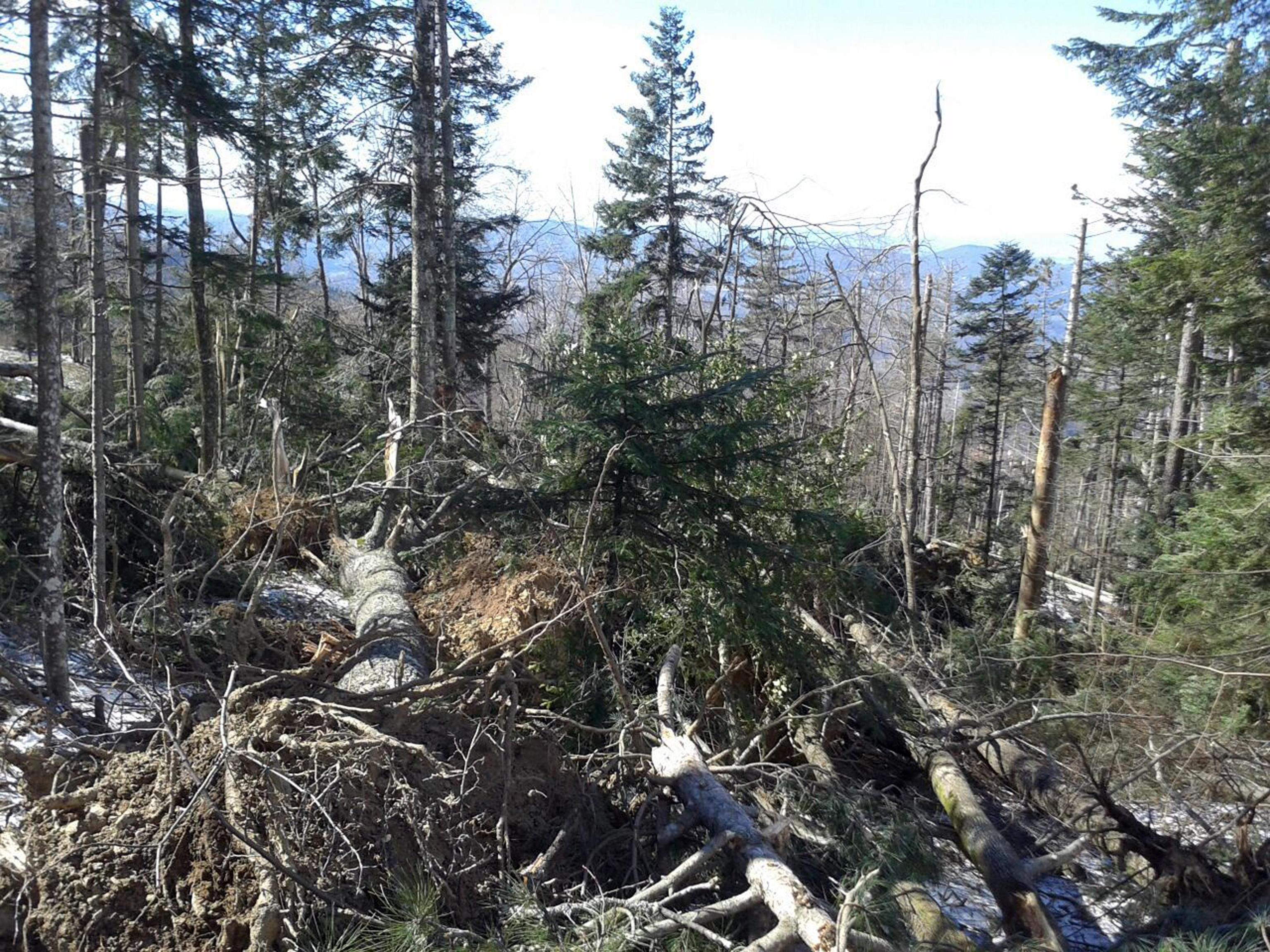 A Vallombrosa caduti 20mila alberi