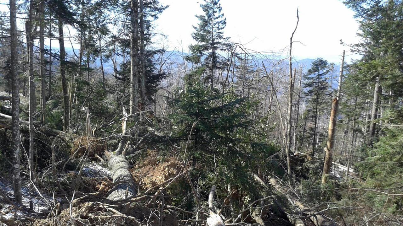 A Vallombrosa caduti 20mila alberi