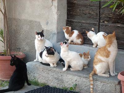 Una colonia di gatti