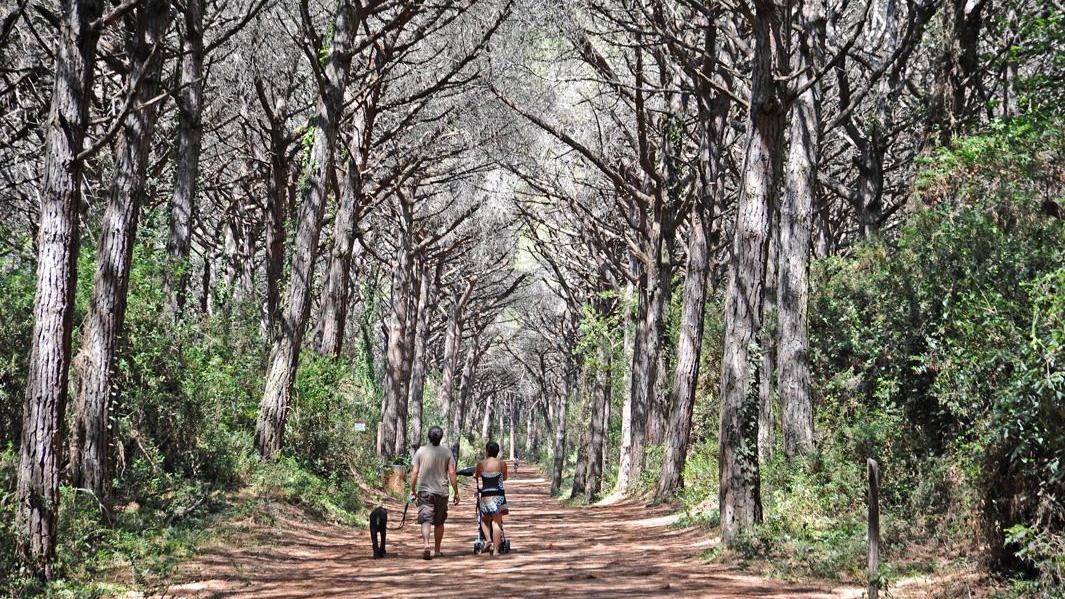 L'interno della pineta fra Marina di Cecina e Marina di Bibbona