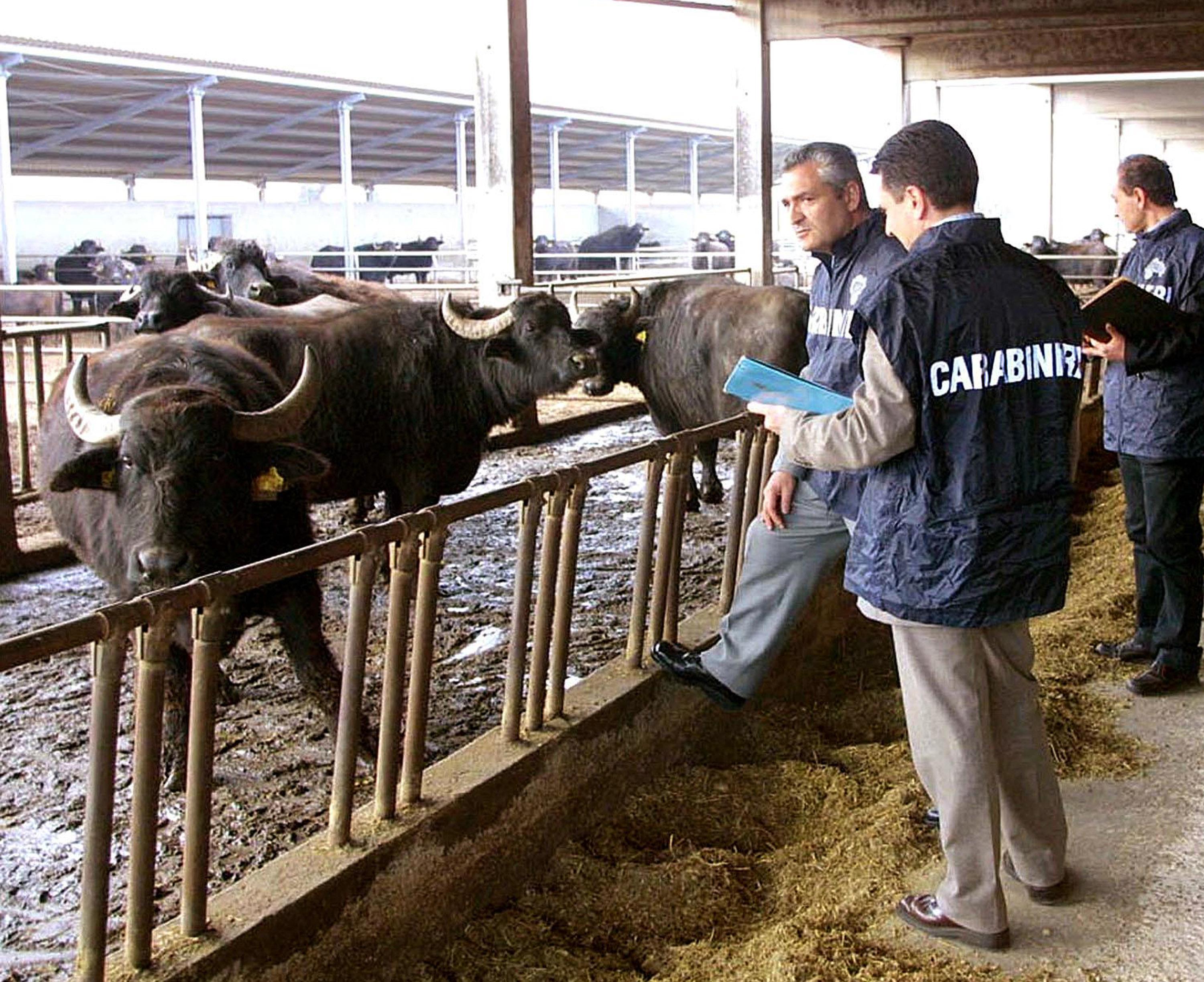 Medicinali sospetti alle mucche da latte, perquisizioni a Reggio Emilia 