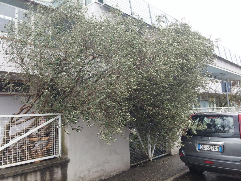 L'ulivo caduto sopra il cancello della scuola dell'infanzia La Coccinella