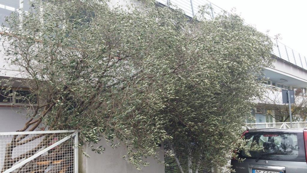 L'ulivo caduto sopra il cancello della scuola dell'infanzia La Coccinella