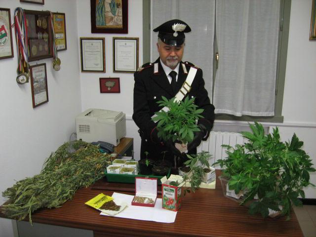 La marijuana viene sequestrata ma aumentano i fautori della legalizzazione