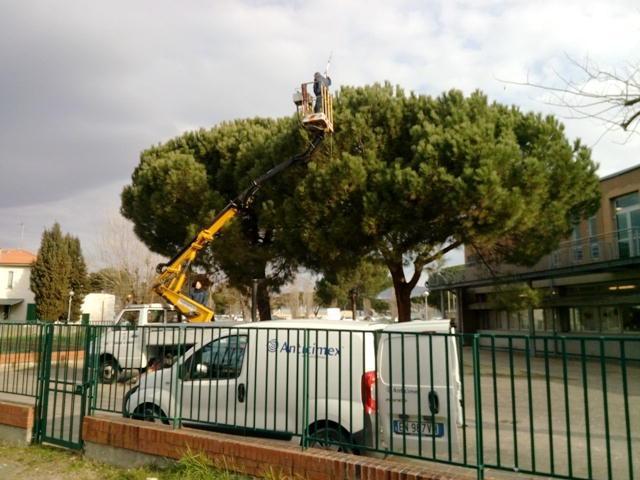 Un intervento delle squadre del Comune su un albero malato (foto agenzia Carlo Sestini)
